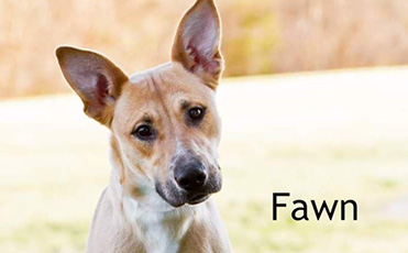Cute Adoptable Dog named Fawn